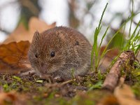 Bank vole looking for food  Bank vole (Clethrionomys glareolus) is looking for food on the forest floor : Clethrionomys, Clethrionomys glareolus, Netherlands, animal, bank vole, brown, cute, ears, environment, european, fauna, floor, forest, forest floor, green, habitat, holland, leaf, litter, macro, mammal, moss, mouse, natural, nature, rodent, sitting, small, stick, vole, watching, wild, wildlife, wood